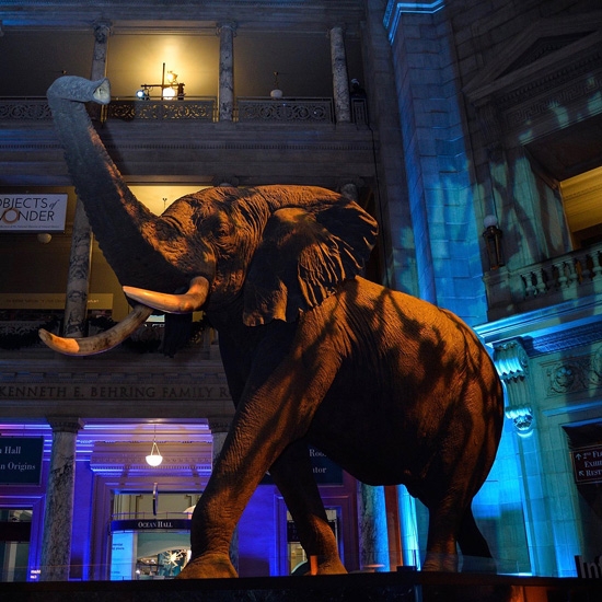 Natural History Museum, Natural History Museum event, Up lighting, Lighting 